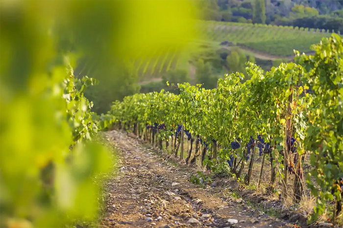 Azienda Agricola Pinino