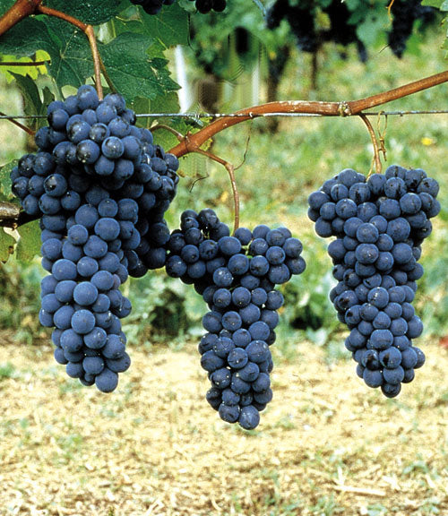 Barbera 1 Barbera 1