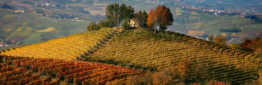 Barolo DOCG 1 Barolo DOCG 1