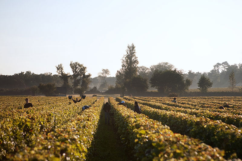 Bordeaux 2 Bordeaux 2