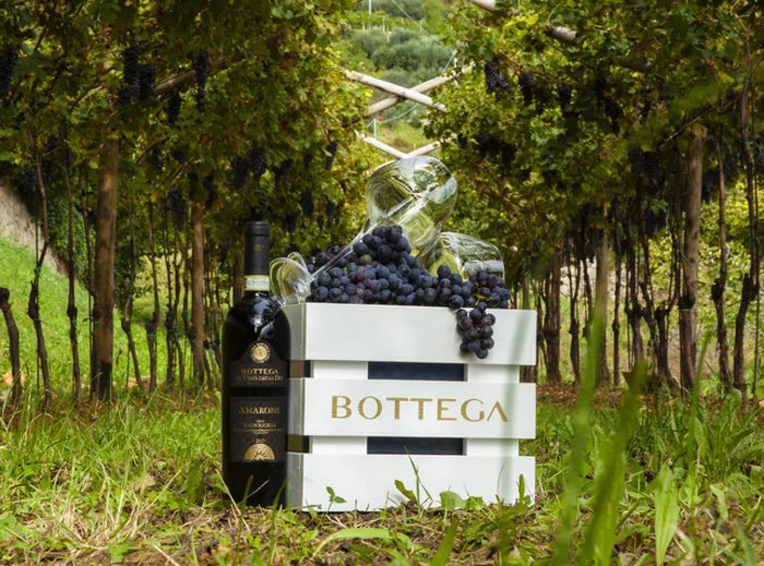 Bottega