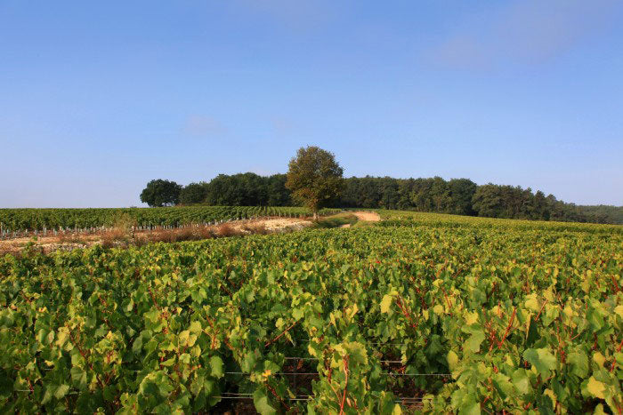 Burgundy 1 Burgundy 1