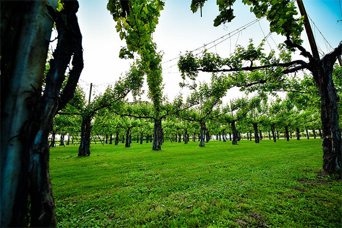 Ca di Rajo Ca di Rajo