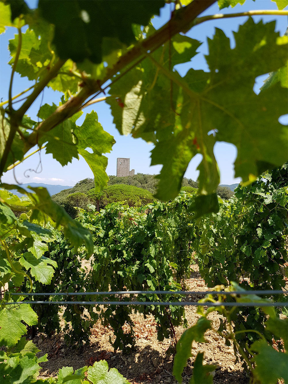 Campo alle Comete Campo alle Comete