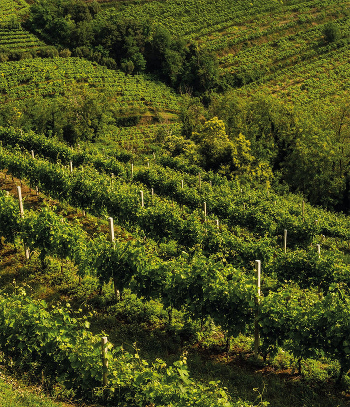 Cantina Montecchia di Crosara (Cantina di Soave)