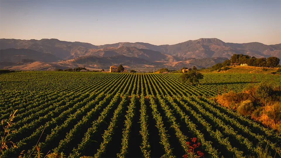 Cantine Tornatore Cantine Tornatore