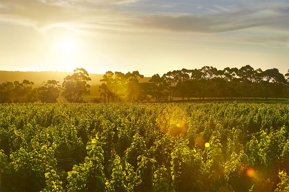 Cape Mentelle Cape Mentelle