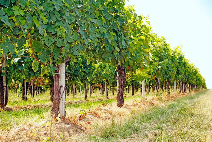 Cascina San Pietro