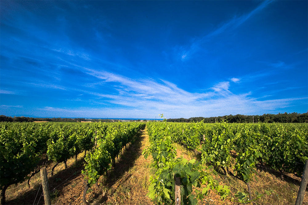 Castello del Terriccio Castello del Terriccio