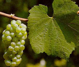 Chardonnay 3 Chardonnay 3