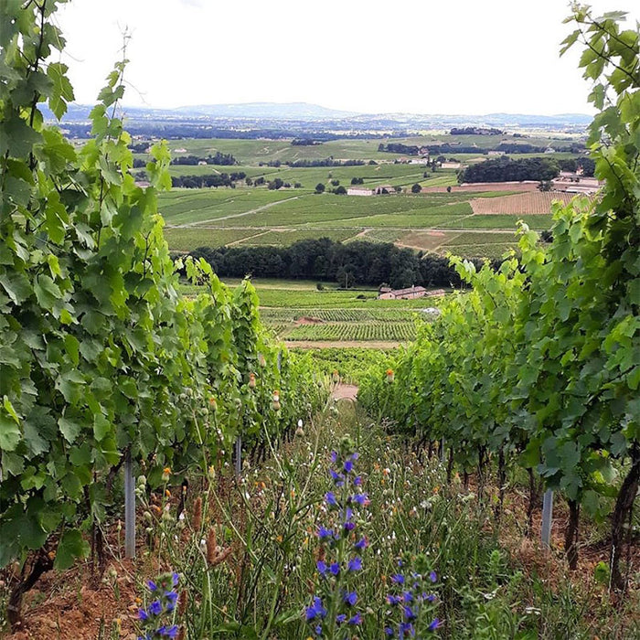 Chateau Thivin