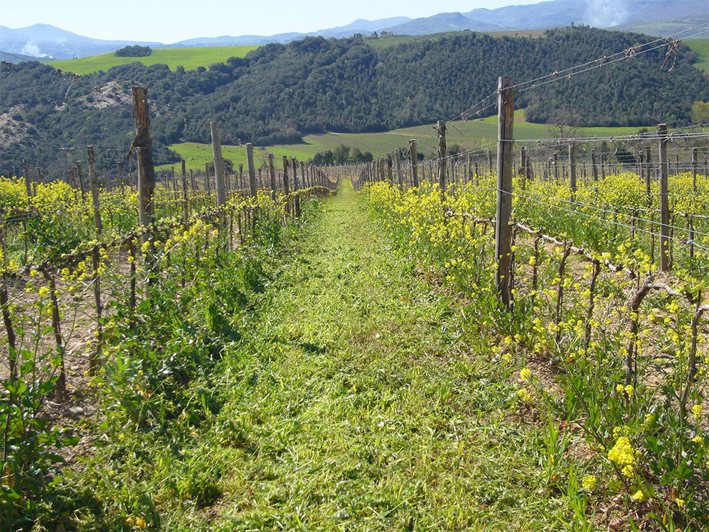 Ciacci Piccolomini d'Aragona Ciacci Piccolomini d'Aragona