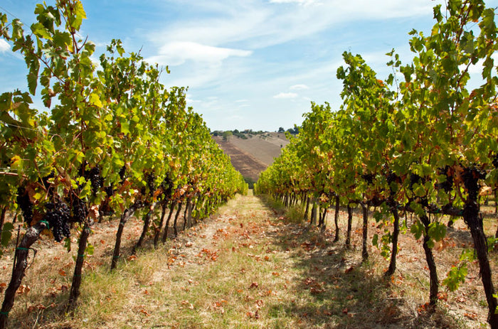 Conti di Buscareto