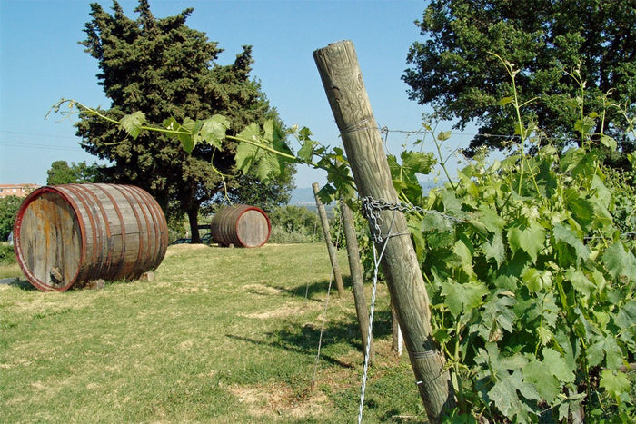 Daterra Viticultores