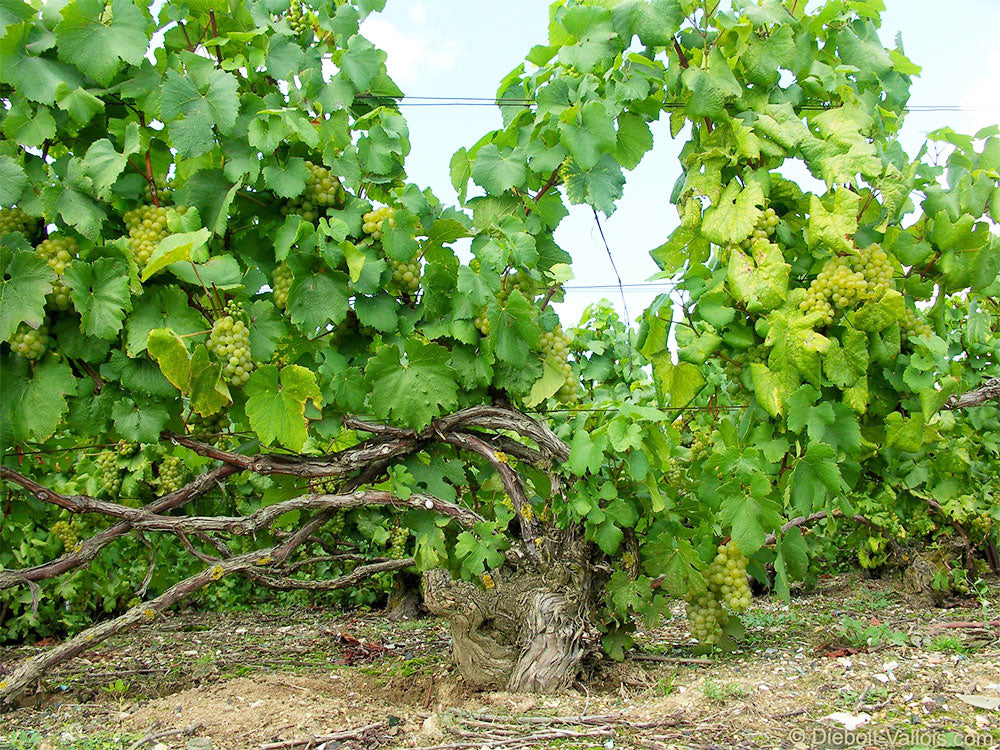 Diebolt-Vallois Diebolt-Vallois