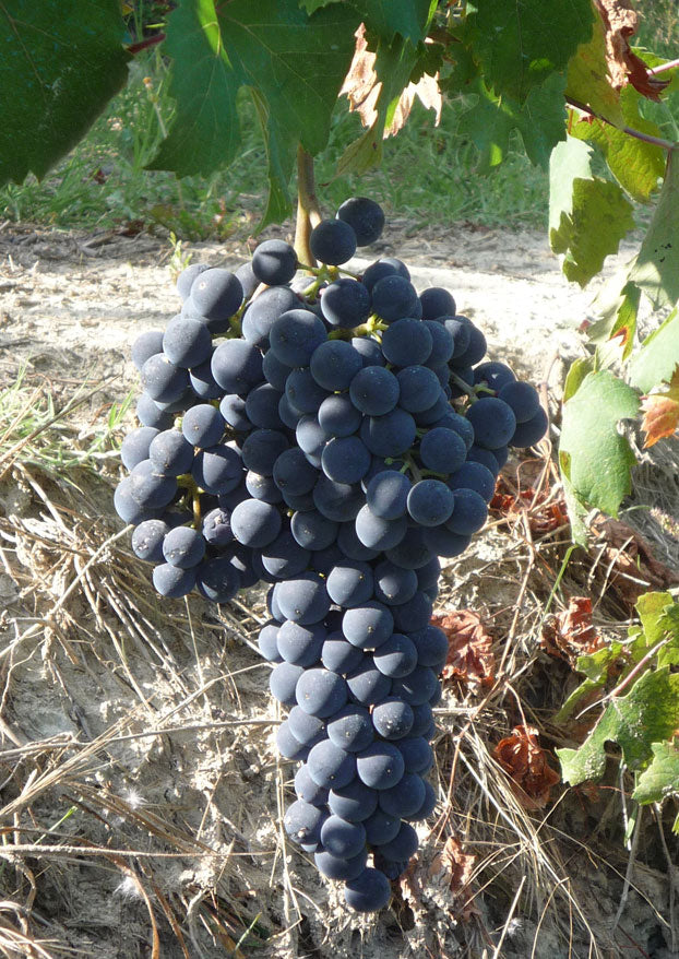 Dolcetto 1 Dolcetto 1