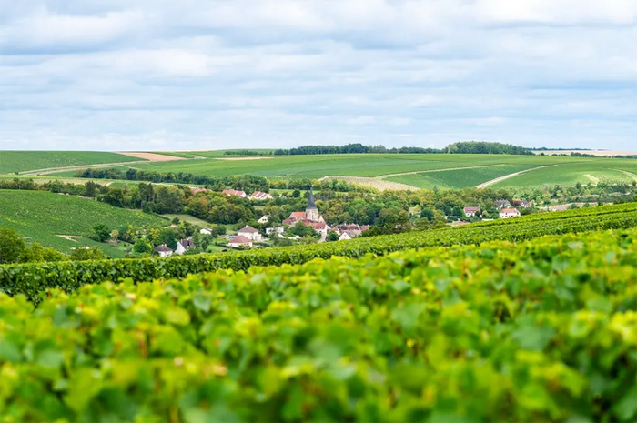 Domaine Agnes and Didier Dauvissat