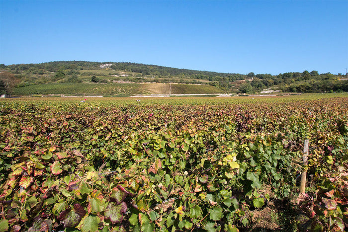 Domaine Belleville