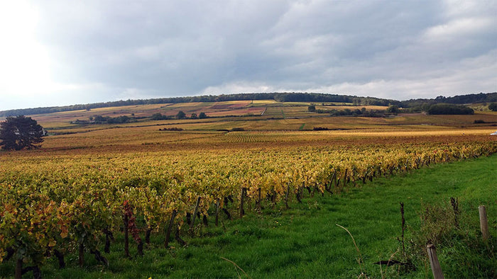 Domaine Chevalier Pere et Fils