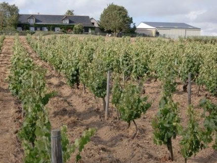 Domaine de Juchepie Domaine de Juchepie