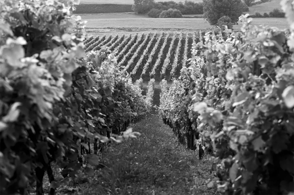 Domaine de la Tournelle Domaine de la Tournelle