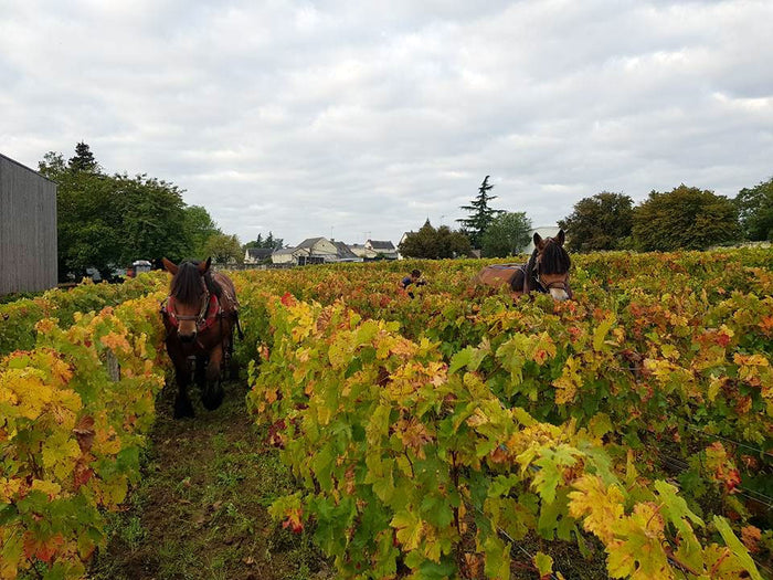 Domaine des Roches Neuves (Thierry Germain)