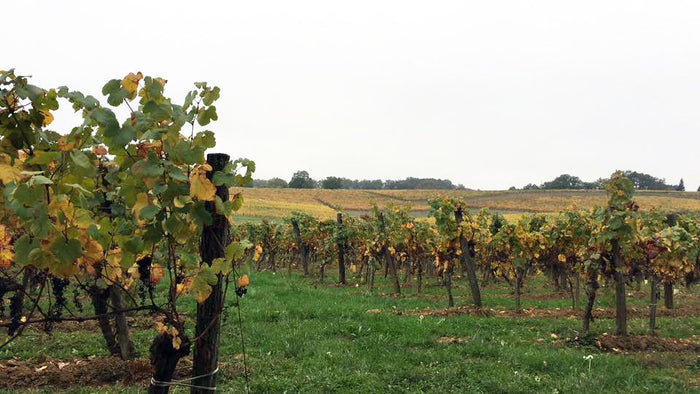 Domaine Labranche-Laffont