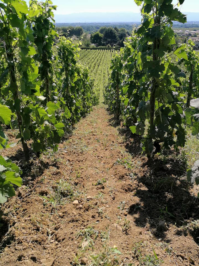 Domaine Lionnet