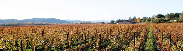 Domaine Mussy
