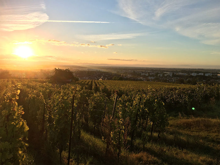 Domaine Neumeyer