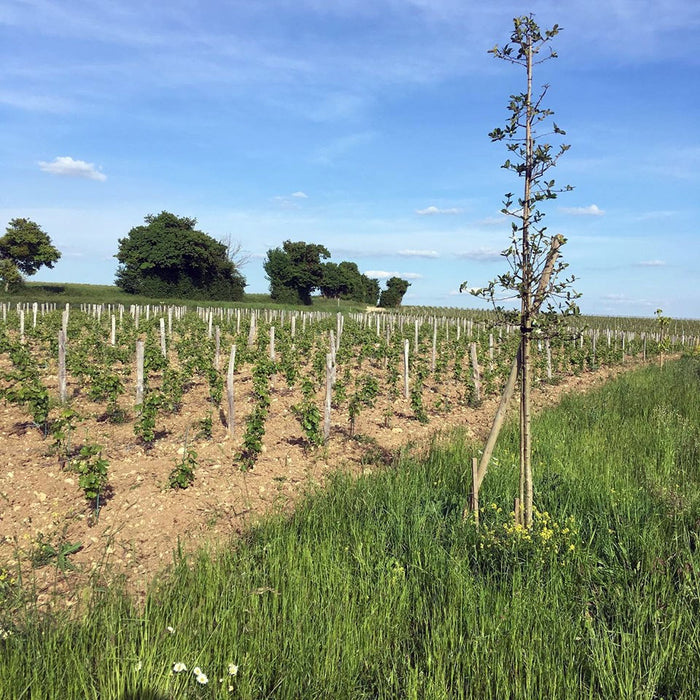 Domaine Pelle