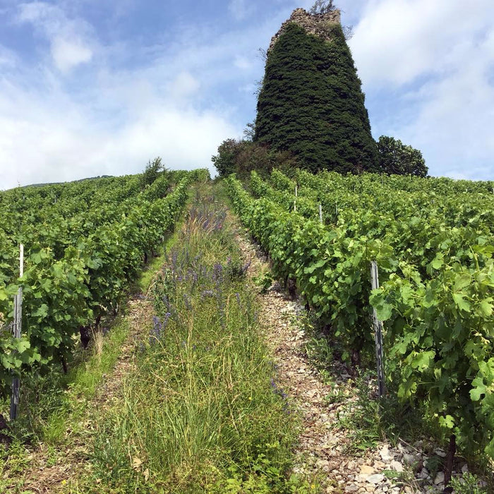 Domaine Quénard