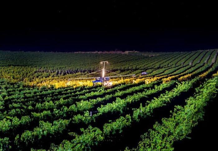Donnafugata