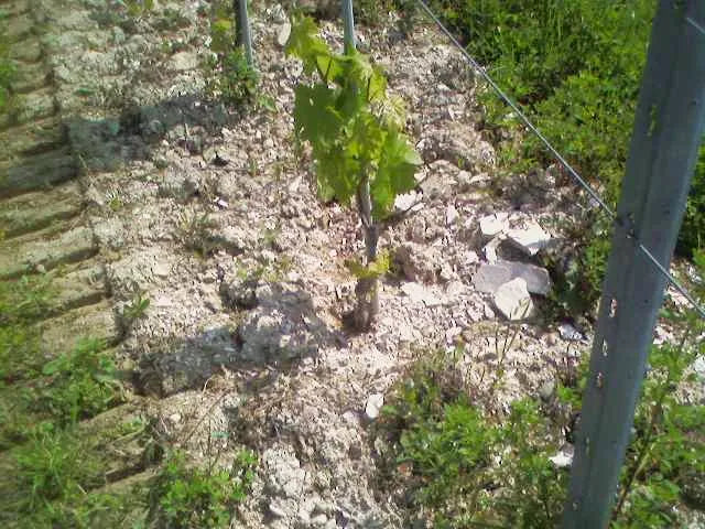 Fattoria Coroncino