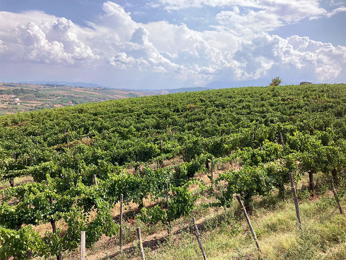 Fattoria La Rivolta