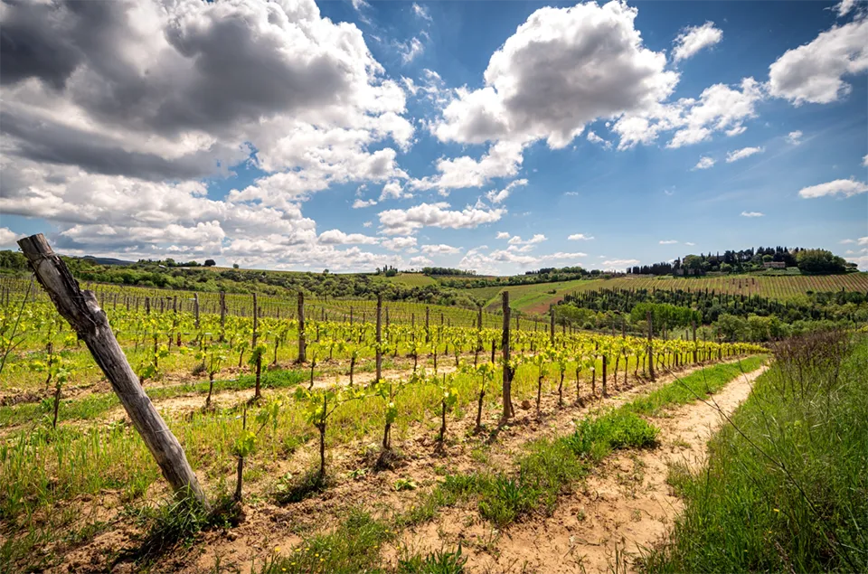 Fattoria San Giusto a Rentennano Fattoria San Giusto a Rentennano