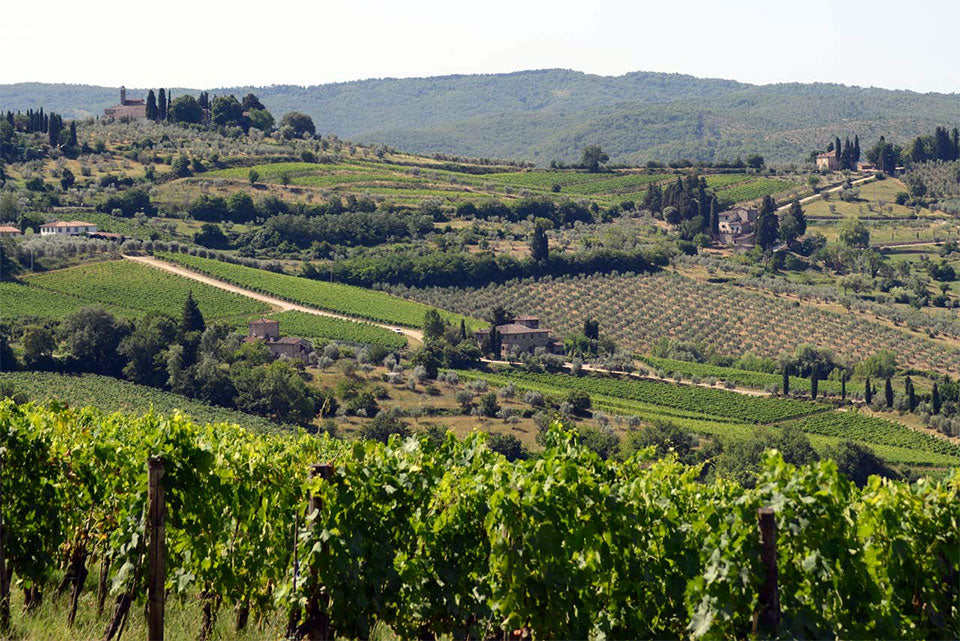Fontodi Fontodi