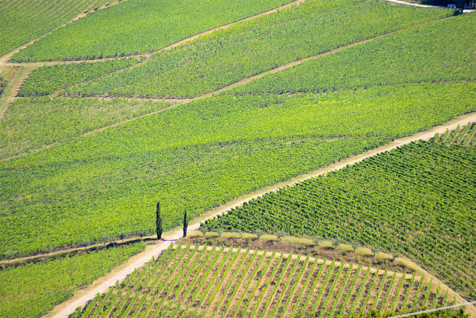 Fontodi Fontodi