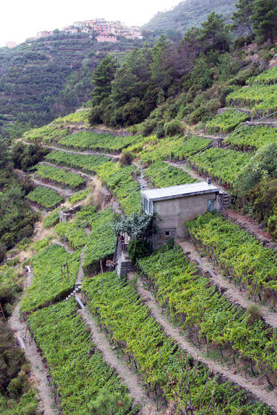 Forlini Cappellini Forlini Cappellini