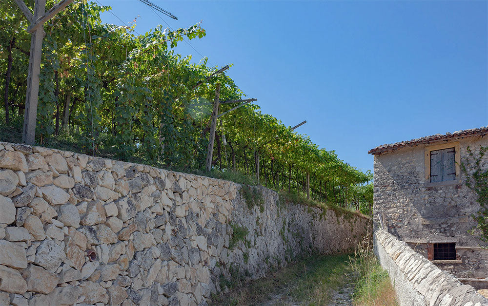 Franchini Agricola Franchini Agricola