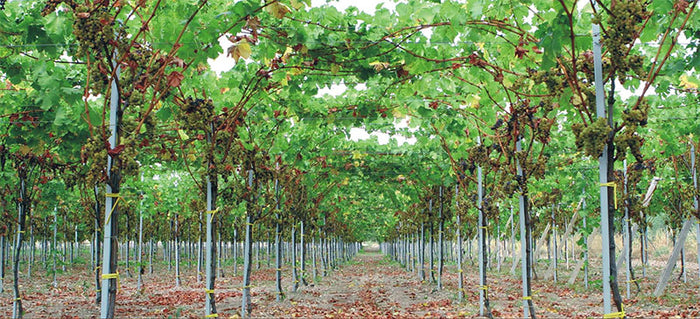 Franco di Filippo Azienda Agricola
