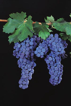 Frappato 1 Frappato 1