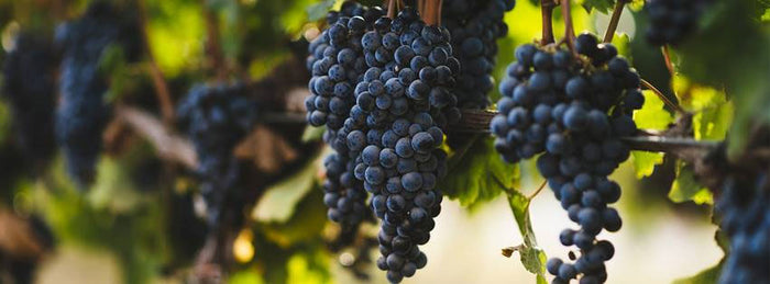 Golan Heights Winery