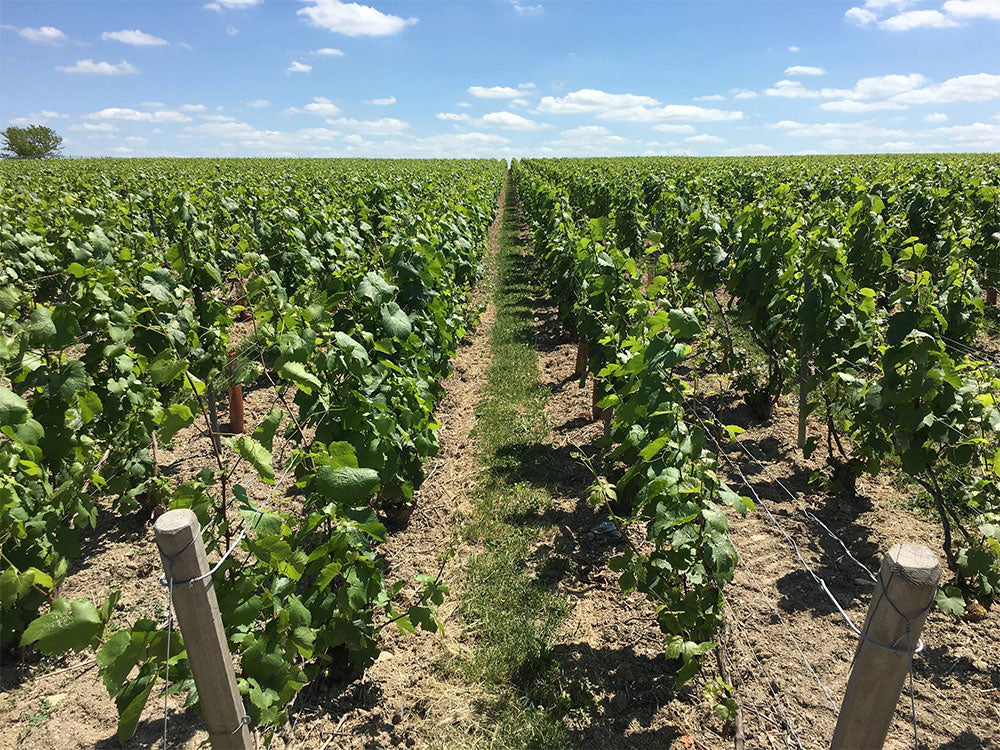 Guy Charlemagne Guy Charlemagne