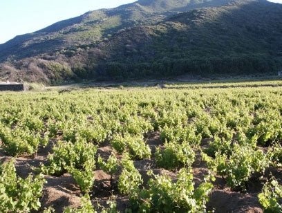 I Vigneri I Vigneri