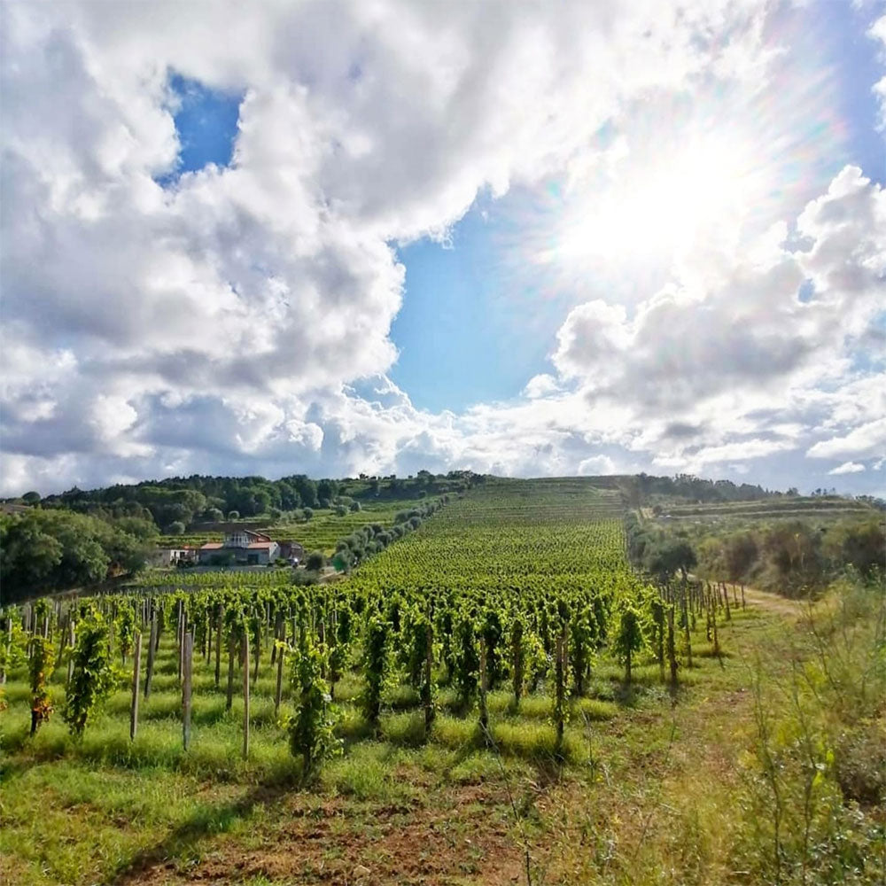 Le Casematte Le Casematte