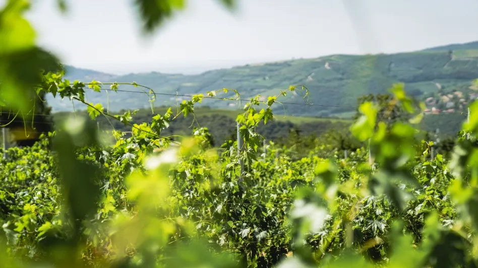 Le Guaite di Noemi Le Guaite di Noemi
