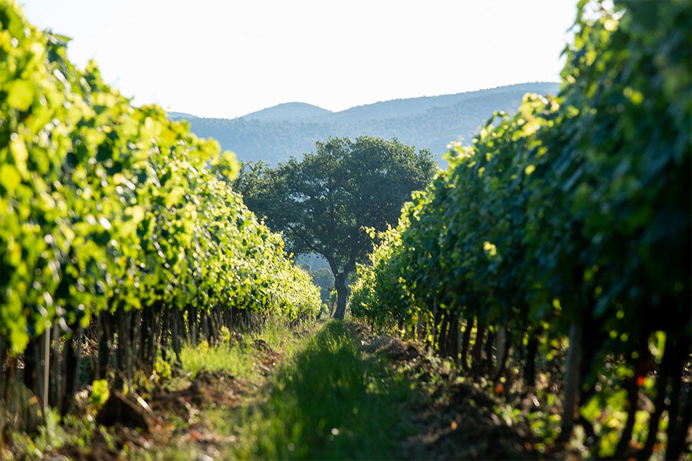 Le Macchiole Le Macchiole