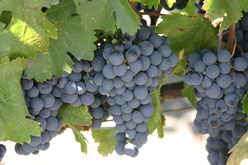 Malbec 1 Malbec 1