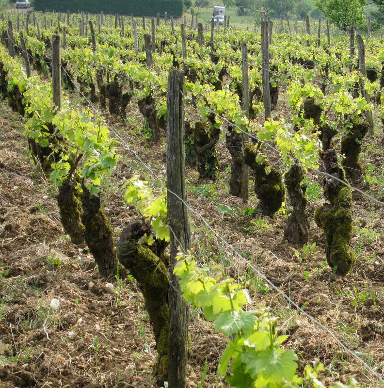 Michael Gahier Michael Gahier